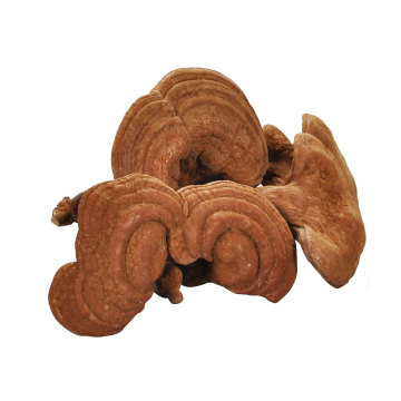 China factory top quality reishi mushroom ganoderma lucidum karst for sale